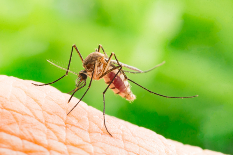 Комары и как от них защититься